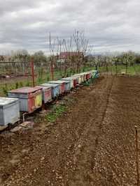 De vânzare famili de albine pregătite pentru pastoral .