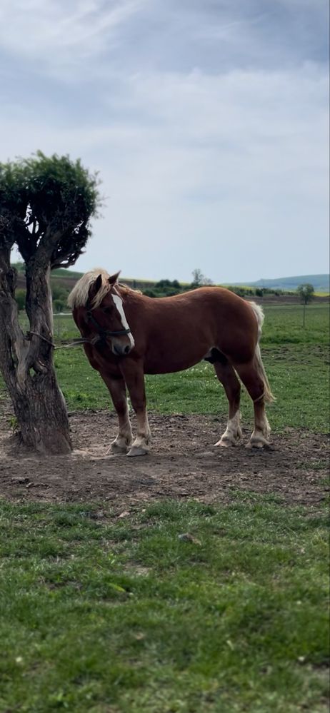 Manz de  doi ani