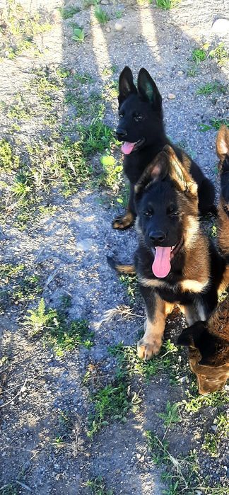 Питомник   немецких  овчарок