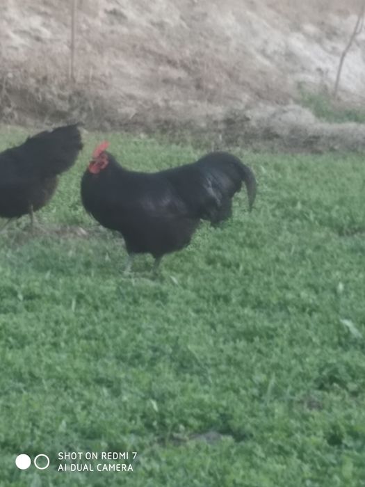 Avstrolop tuxum sotiladi