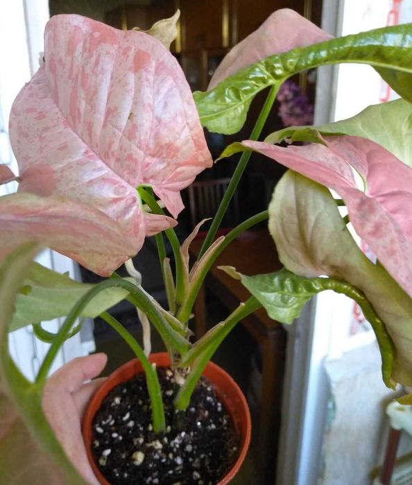 Молодой сингониум Марбл Дабл Вар тайский