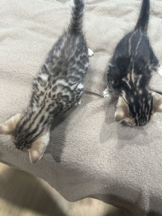 Бенгалски котета