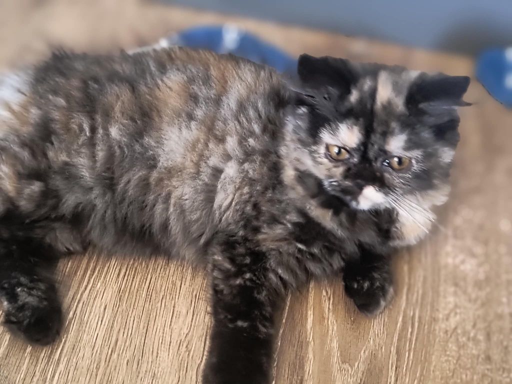 Персийско женско коте