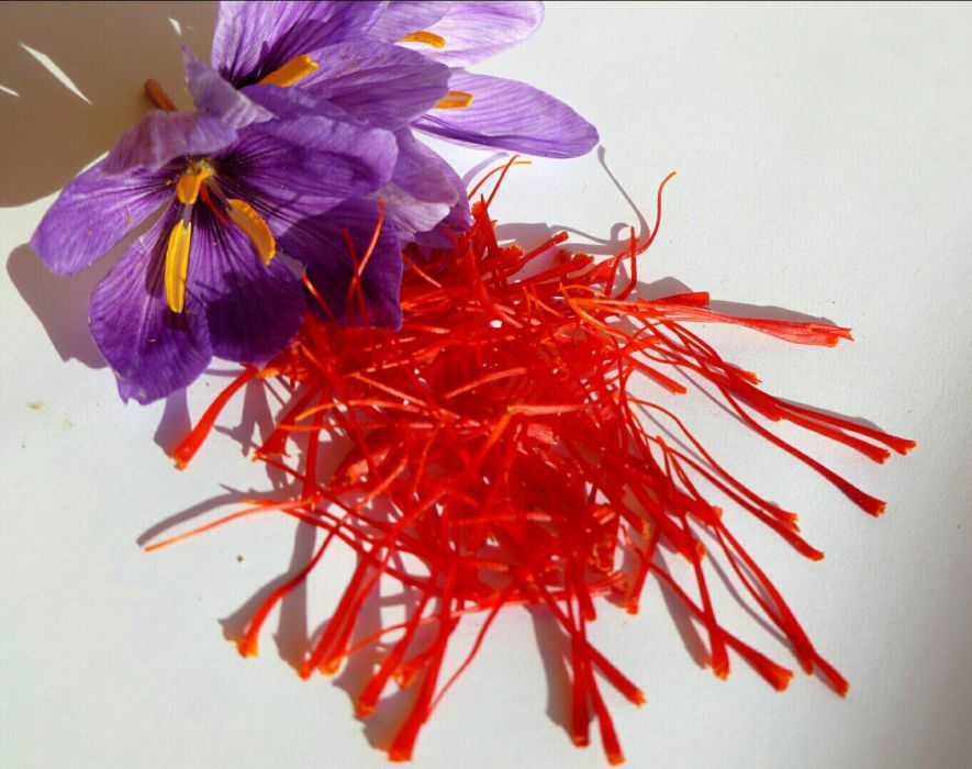 Sofran fire - Crocus Sativus