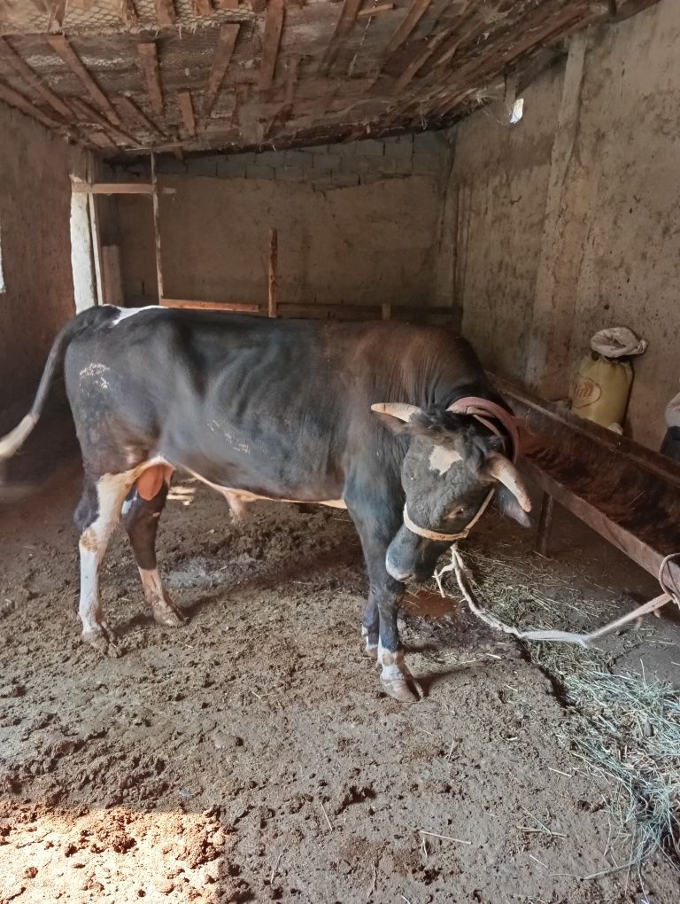 Mol buqa sotiladi