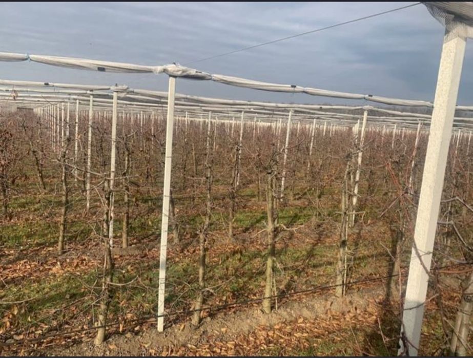 Toaletari pomi fructiferi  tranport crengi