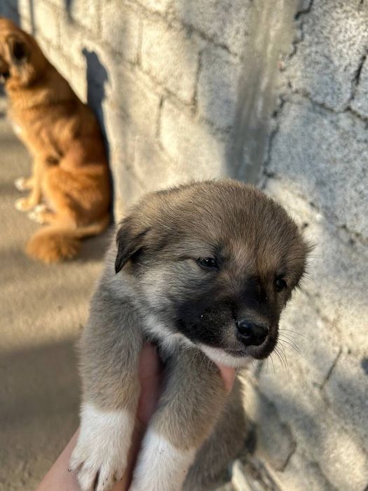 Маленькие щенята бесплатно!!