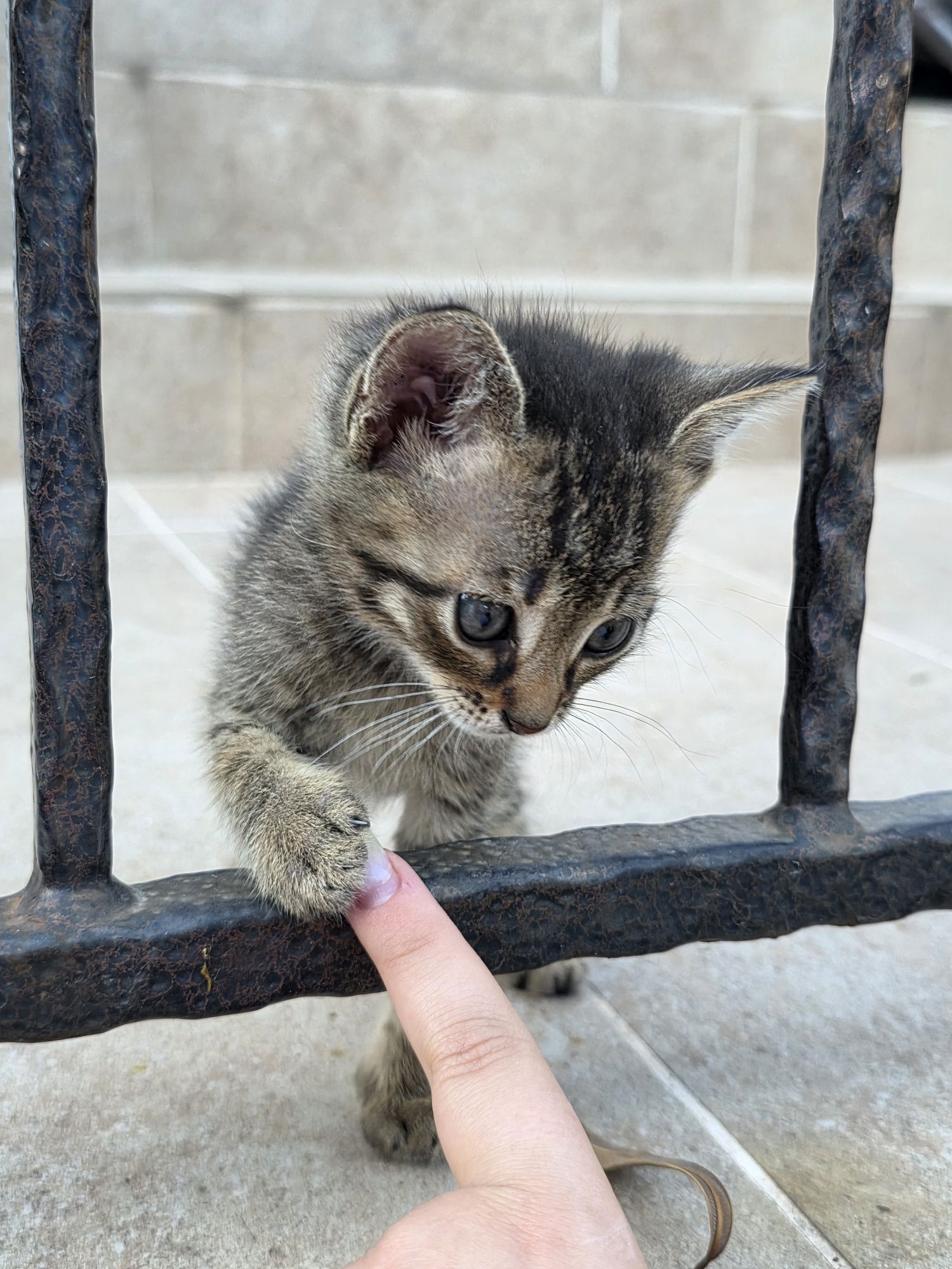 Подаравят се котенца