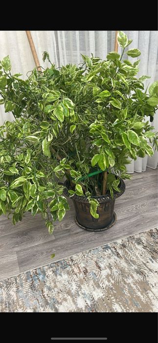 Комнатные цветы растения