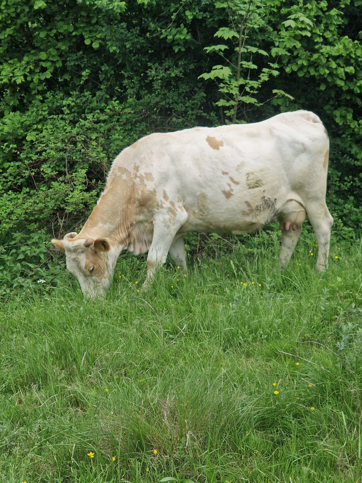 Vand vaca baltata romaneasca