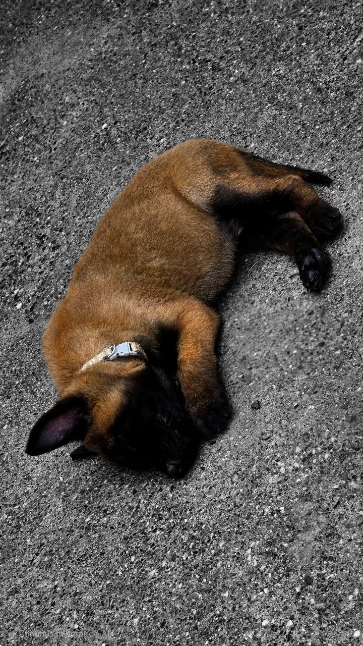 Ciobănesc belgian malinois cu pedigree