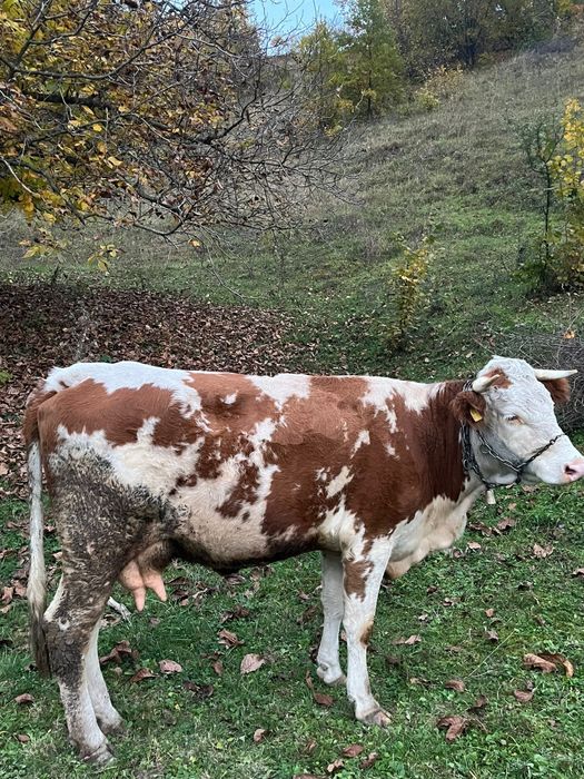 Vand trei vaci bălțate românești