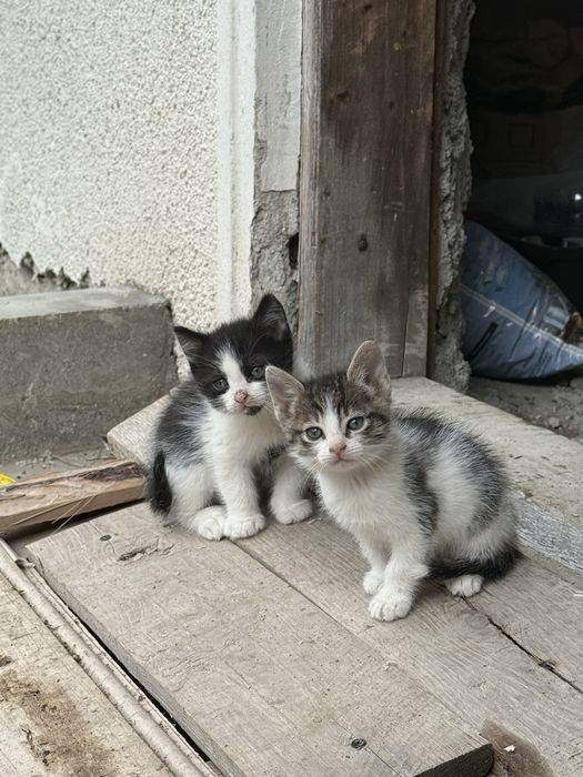 Pisici pentru adoptie - 1 luna jumate