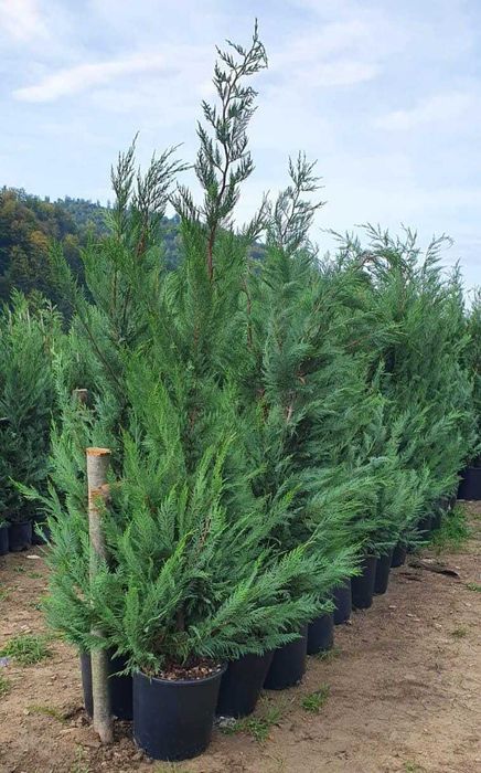 Garden Elen | Leylandii Premium 1-5 m | Transport Național