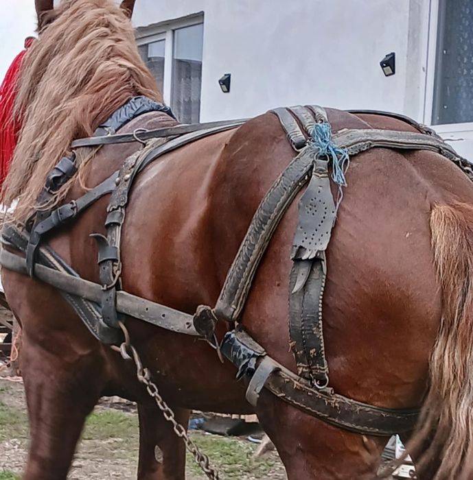 Vând mânz de 2 ani