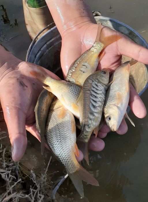 Баликлар тайёр боқиш учун Сазан Амур Даставка бор Рыби оптом