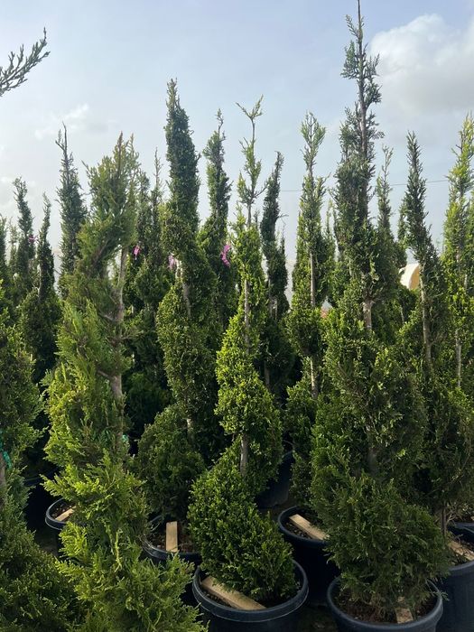 Tuia spirala leylandii diferite dimensiuni