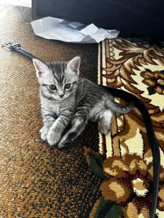 Котята породистые, мама скотиш страйт, папа серебристая шиншила.
