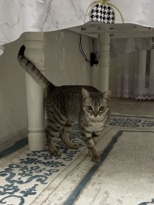 Пародистый кот, Бесплатно