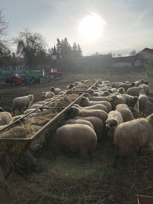 Vând oi țurcane!