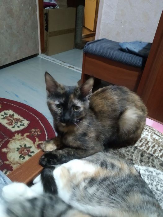 Отдаются котята в семью любящую