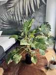 Philodendron Giganteum Variegat