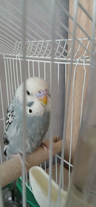 Попугай с клеткой.