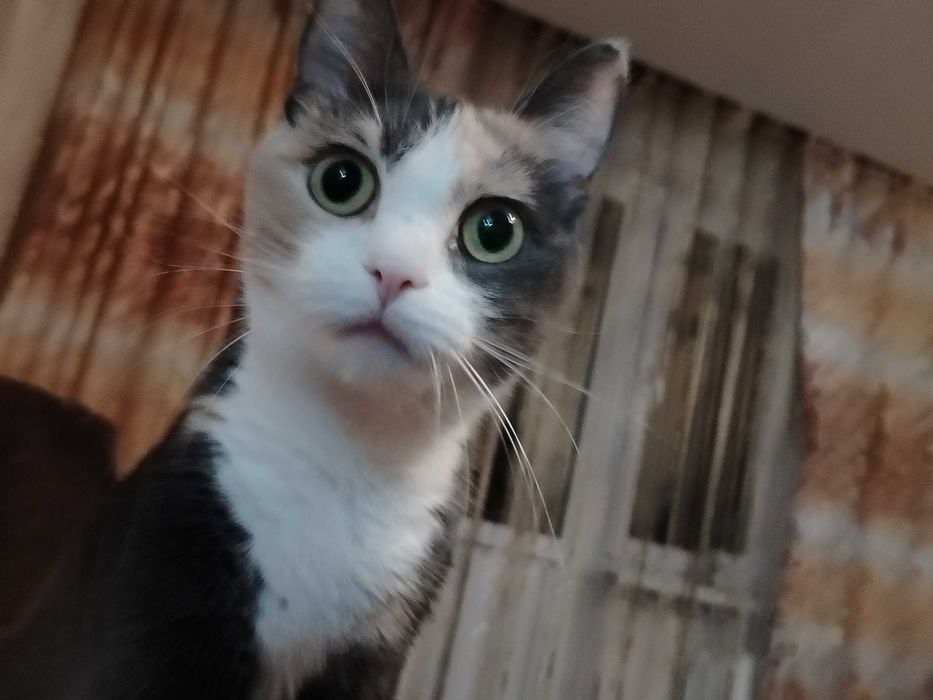 Отдам кошку в хорошие руки