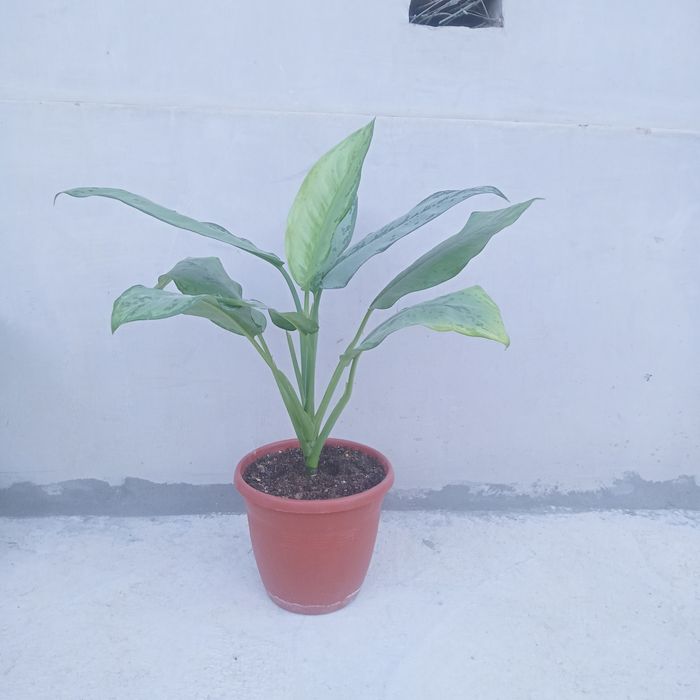 Aglonema gigant sort Fridman