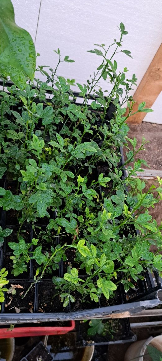 Poncirus trifoliata