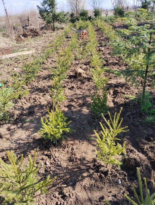 Puieți salcâm molid mesteacăn plop brad