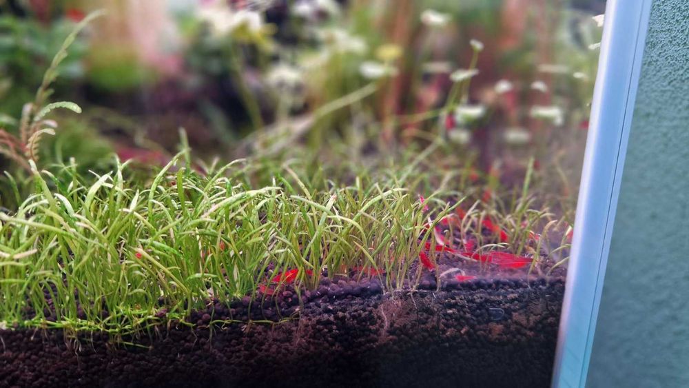 Аквариум Clear Vision - CO₂ система, Oase, Chihiros и шкаф – гаранция