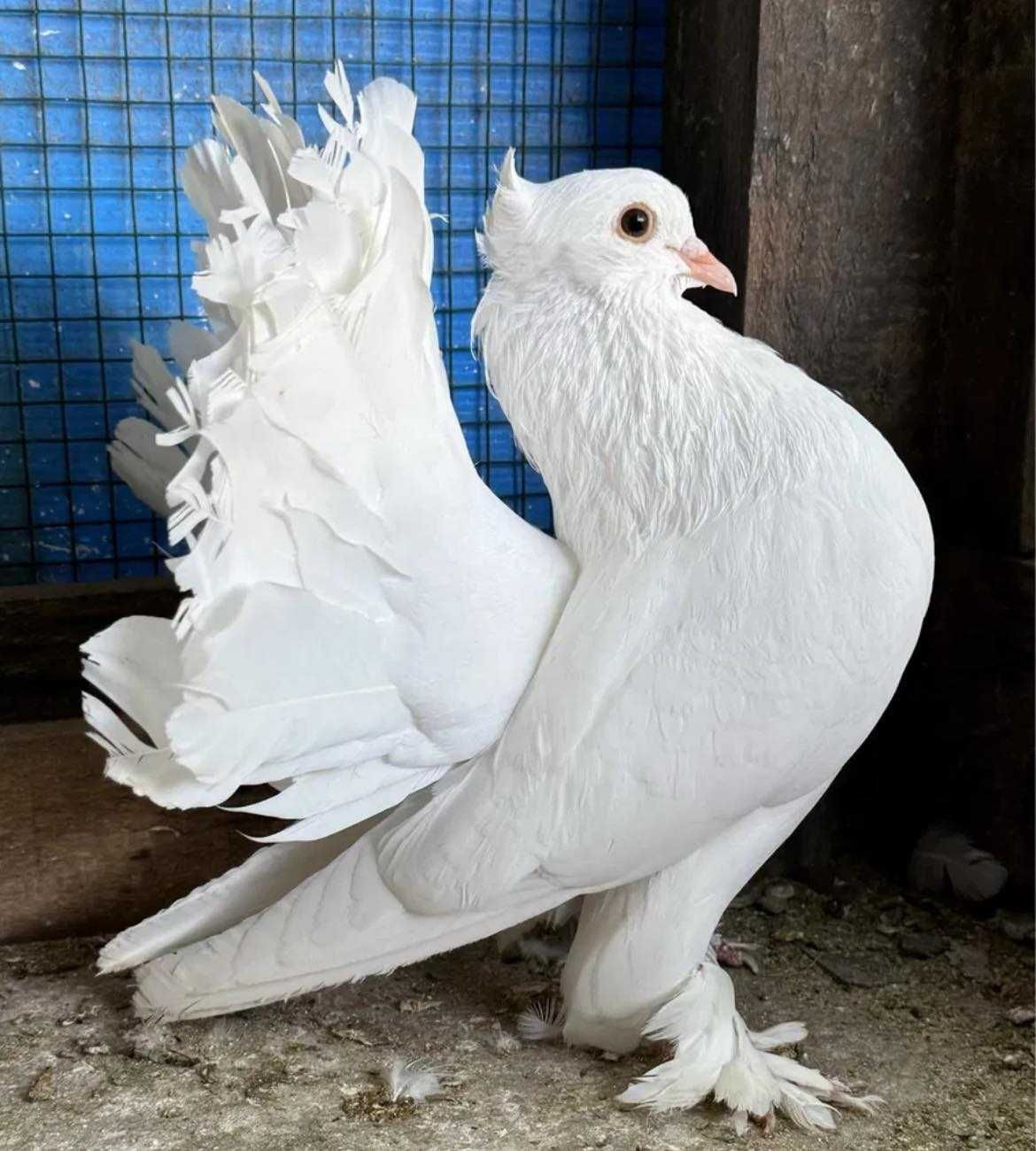 Porumbei albi nunta