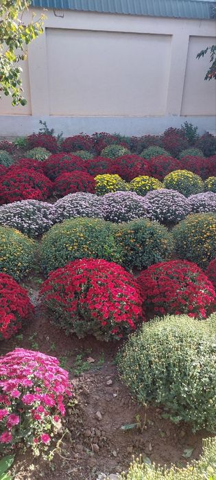 Globus gullar Qibray tumanida