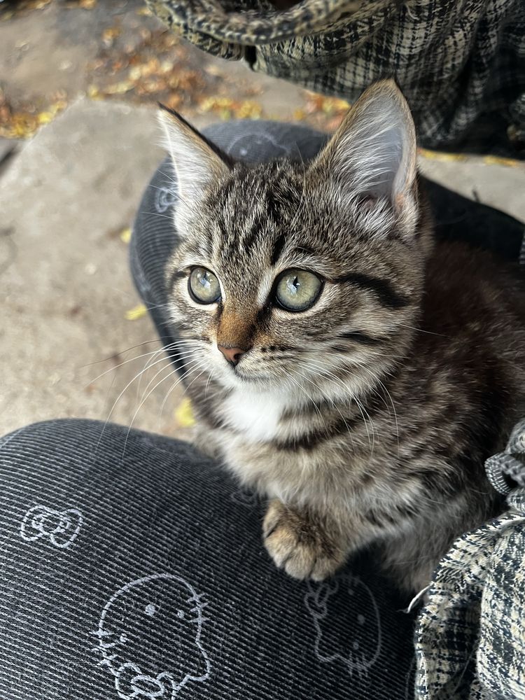 котята ищут себе любящих хозяив