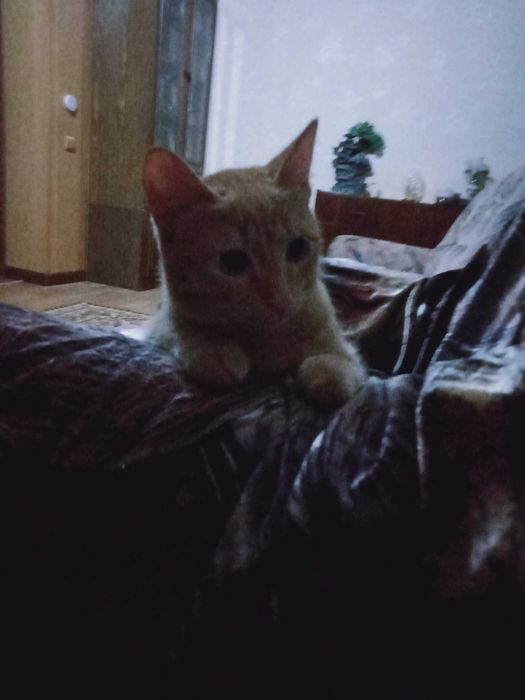 Отдам котенка мальчика  4 месяца  в добрые руки
