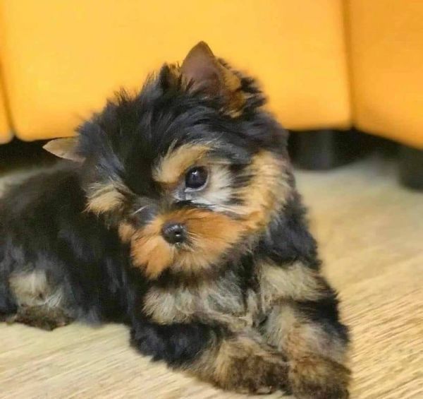 Yorkshire terrier talie mica