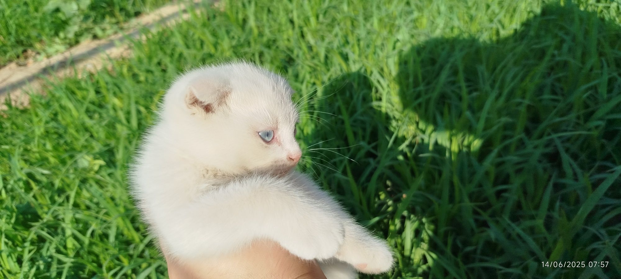 Sotiladi! Scottish fold 3oylik oʻgʻil bola