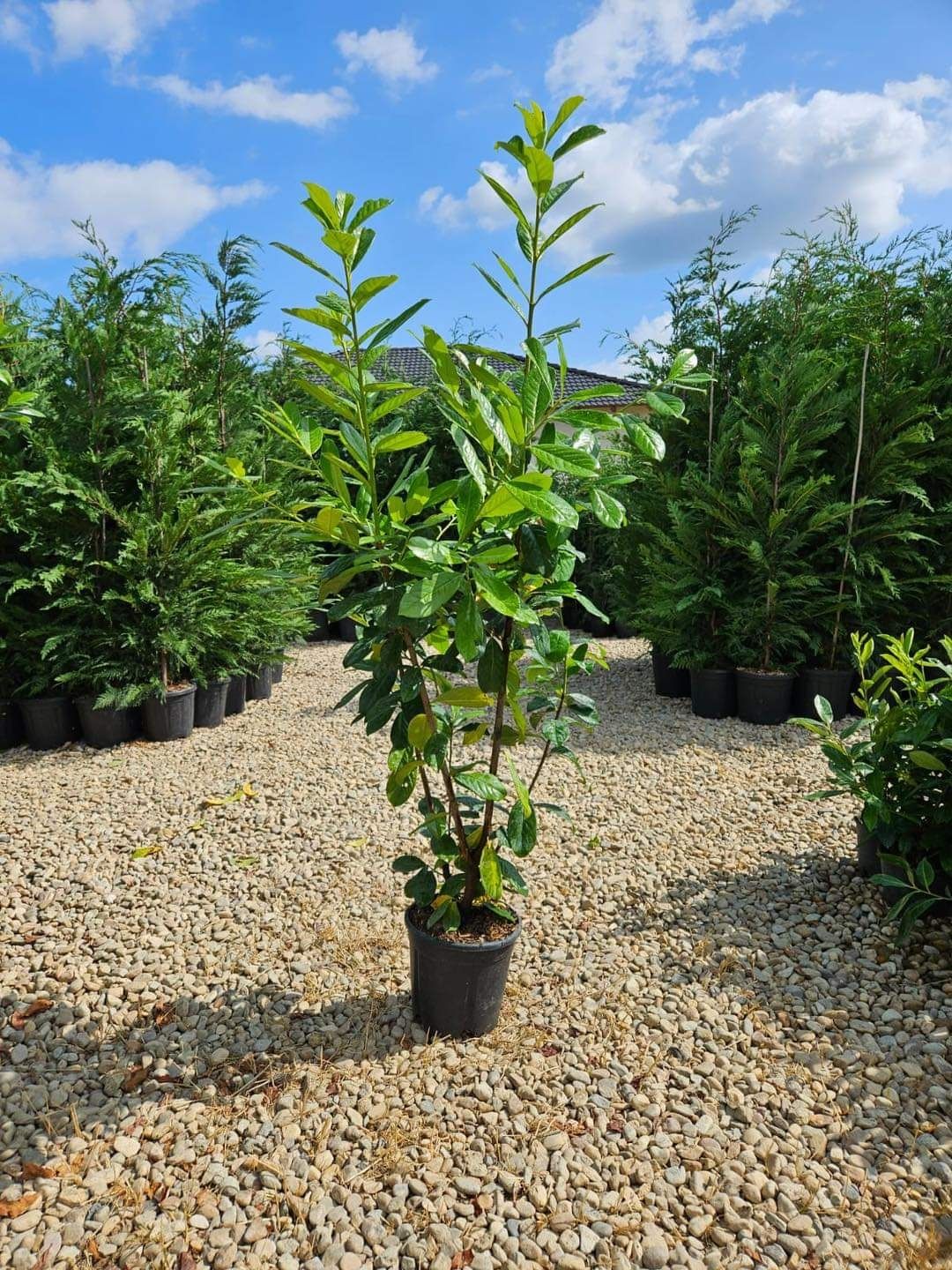 Prunus photinia evonimus de terasă