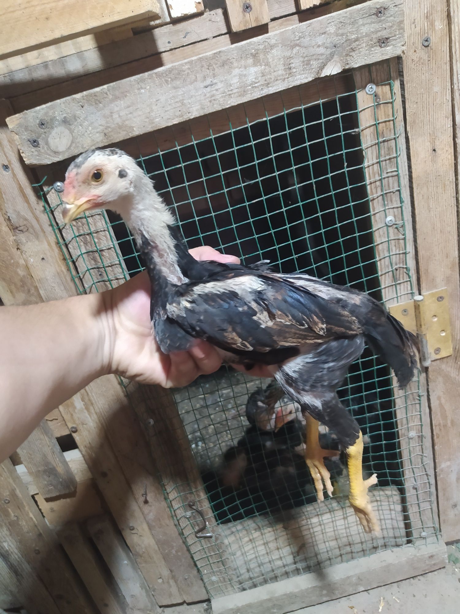 Dakan joʻjalar sotiladi 2 oyli