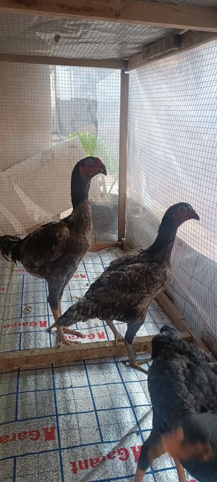 Кул жужалар сотилади