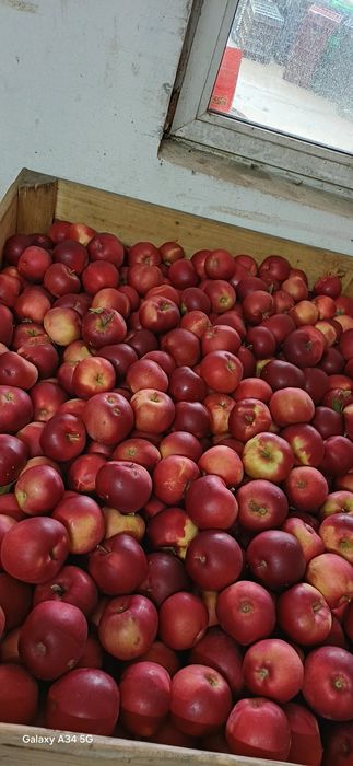 Mere de vânzare. Cantitate mare. Calitate superioară