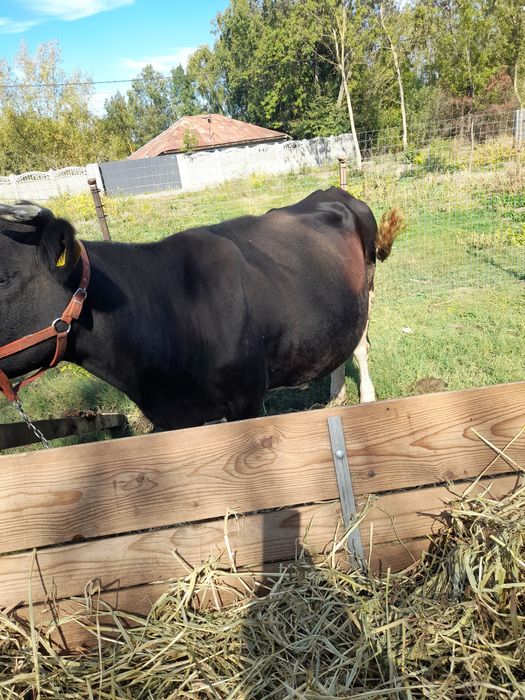 Vand vaca baltata romaneasca