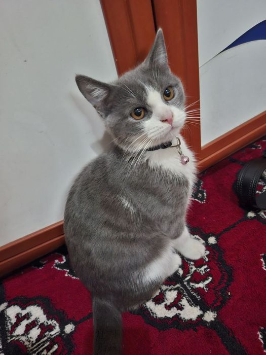 Mushuk sotiladi 7oylik