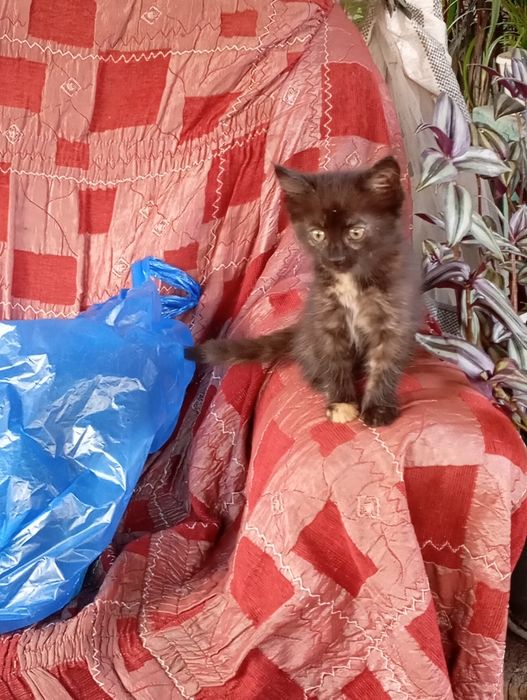 Котята  ждут ласковые и добрые руки