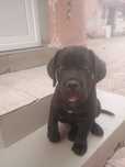 Catel cane corso