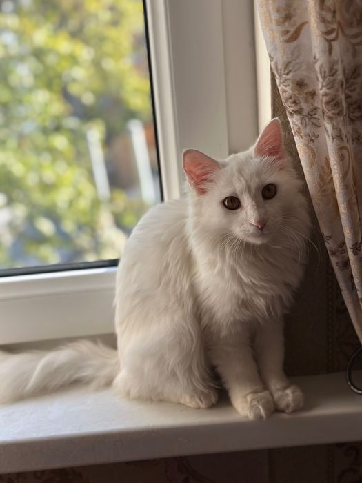 Кошечка Турецкая Ангора в любящую семью