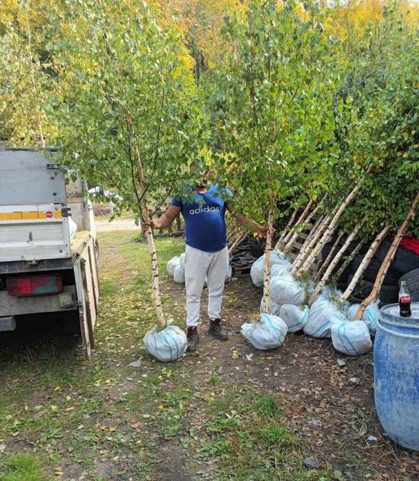 Plante ornamentale, mesteacăn alb decorativ tei pret minim