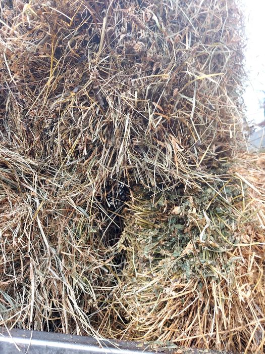 Baloți de lucernă și otravă