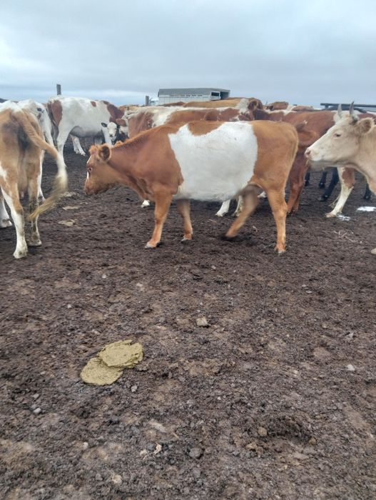 Продам 3 телки + 1 первотелка